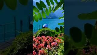 Nature WhatsApp status The beauty of lake Geneva. #nature #naturephotography #shorts #amazingnature