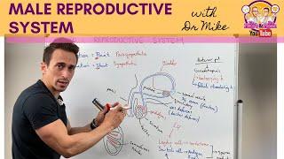 Male Reproductive System