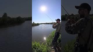 ОГРОМНЫЙ ЧЕРНЫЙ АМУР НА УЛЬТРАЛАЙТ ПОДРОБНОСТИ В ОПИСАНИИ #shortsvideo #fishing #природа #fish