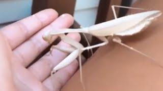 Huge Mantis (Giant Asian Mantis)