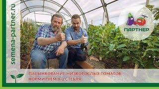 Пасынкование низкорослых томатов. Формировка в 3 стебля.