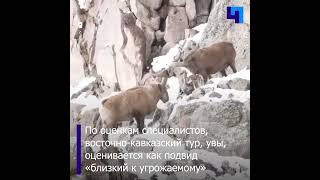 В национальном парке в Грузии засняли завораживающий бой двух горных козлов