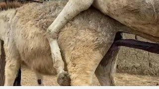 some donkeys meeting  || donkey mating season ||please subscribe 