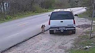 Surveillance video captures man abandoning dog on side of Dallas street