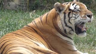 tigre indio tigre de Bengala real Panthera tigris tigris Bengal tiger animal