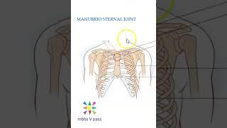 Anatomy Thorax 220 ManubrioSternal Joint Sternum Sternal angle louis viva