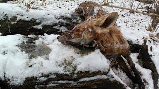 охота капканами на лису, очередная проверка.