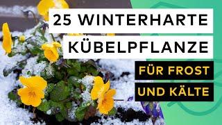 25 Winterharte Kübelpflanzen 🪴 für Frost und Kälte