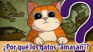 10 preguntas sobre los GATOS 