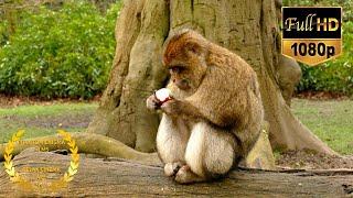 Adorable Monkey Gorilla Eathing Apple | King Kong Moments | 10 Hours Version Screensaver HD