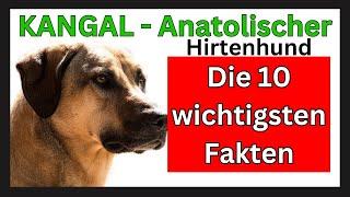 Kangal Hunderasse - Anatolischer Hirtenhund  Die 10 wichtigsten Fakten