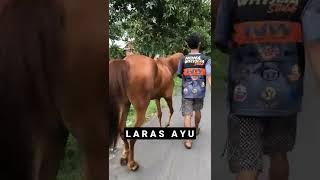 DIJUAL BARANGKALI ADA YG MINAT (KUDA BETINA CANTIK)