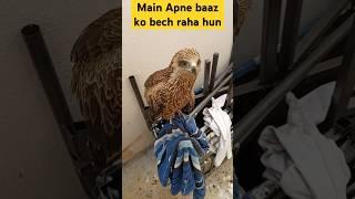 Mera baaz Mujhse gussa ho Gaya #vlog #eagle #baaz #viralvideo