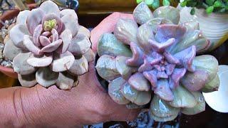 HOW LONG TO WATER & FIX SOFT LEAVES ON SUCCULENTS  | Growing Succulents with LizK