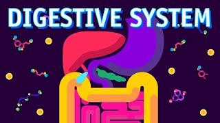 How our Digestive System Works?