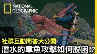 在24米深海中，潛水員忽然被巨大的深海章魚纏住調節器!!該怎麼脫困?【生死選擇題】
