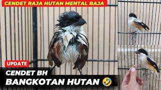 BANYAK BANGET YANG REQUEST BURUNG INICENDET RAJA HUTAN MENTAL BAJA 