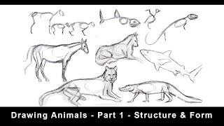 Drawing Animals for Beginners  - Part 1 - Structure & Form