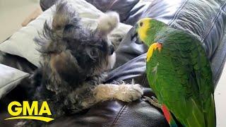 Patient parrot plays with pesky schnauzer pup l GMA