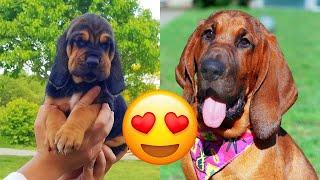 Bloodhound — Cute And Hilarious Videos And Tik Toks Compilation