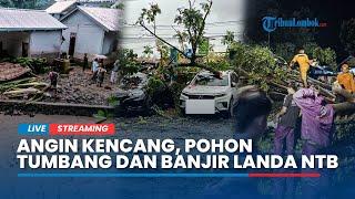  WASPADA Dampak Cuaca Ekstrem, Angin Kencang, Pohon Tumbang, Banjir Landa Sejumlah Wilayah di NTB