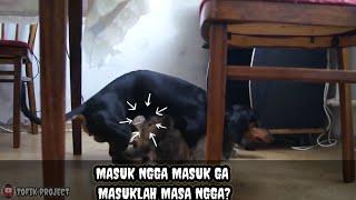 Gank Anjing Kucing Bisa Kawin | ANJING KAWIN | Virall Part2