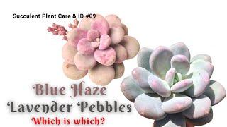 【Succulent Plant ID #09】Graptopetalum amethystinum - Lavender Pebbles vs Pachyphytum Blue Haze｜桃蛋桃美人