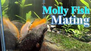 Mating: Molly Fish I Creansicle I Paano nagpaparami ang isda?