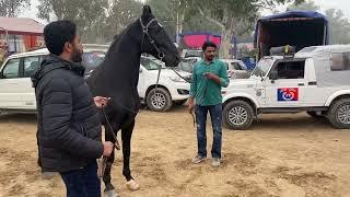 MLA Rozy Barkandi Muktsar with manu SEKHON at Baba stud Tent house at Muktsar horse Fair