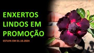 Enxertos lindos em promoção - Rosas do deserto ️ estufa em 01.10.2024