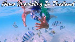 Nemo Snorkeling in Pattaya, Thailand (Part - 6) | Pattaya Snorkeling Package | Snorkeling Thailand