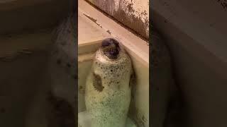 Seal video archive museum: Jennifer 