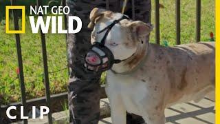 Handling Hendrix: Guard of the Yard | Cesar Millan: Better Human Better Dog