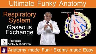 The Respiratory System Gaseous Exchange Human Anatomy made Fun, Exams made easy