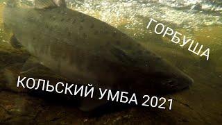 Кольский Умба 2021 ловля горбуши