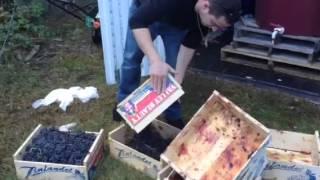 Sorting through the grapes