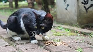 Tuxedo-Katze, die die schönste streunende Katze miaut