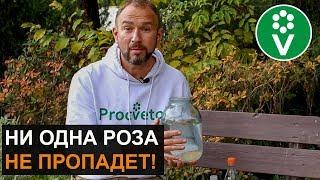 ЭТА ПОДКОРМКА спасет РОЗЫ от самой холодной зимы!