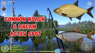 COMMON ROACH & BREAM OLD BURG LAKE SPOT | RUSSIAN FISHING 4