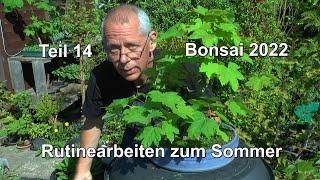 Bonsai 2022 Teil 14 Bonsai für Anfänger, Rutine Arbeiten zum Sommer an den kleinen Bäumen