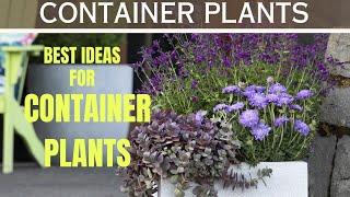 Small Space, Big Impact - Container Plant Ideas | Porch Decor Inspiration | Design Your Landscape