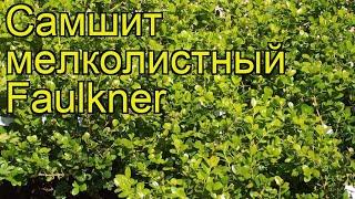 Самшит мелколистный Фолкнер. Краткий обзор, описание характеристик buxus microphylla Faulkner