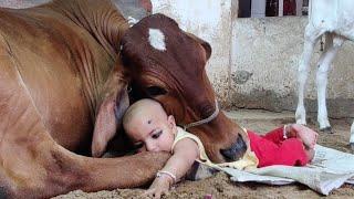 #cute #baby girl with cow 2 #gaiya  please subscribe channel