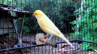 The Best Canary Sound!! Belgian Canary Training Singing