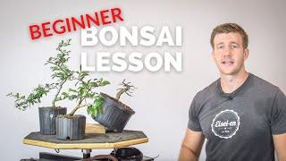 3 Great Plants for Broadleaf Bonsai | Bonsai-U