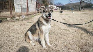 Our Livestock Guardian Dog Has A Problem | What We’re Doing To Fix It