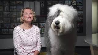 O is for Old English Sheepdog