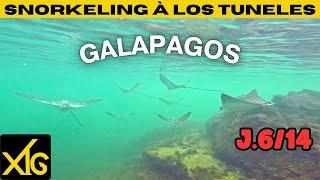 632 J6/14 Share our 14 days in the Galapagos: snorkeling in Los Tuneles