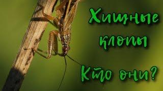 Хищные клопы. Кто они?