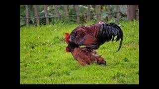 Rooster Group Mating With Chicken / Hen